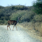 Lesser kudu