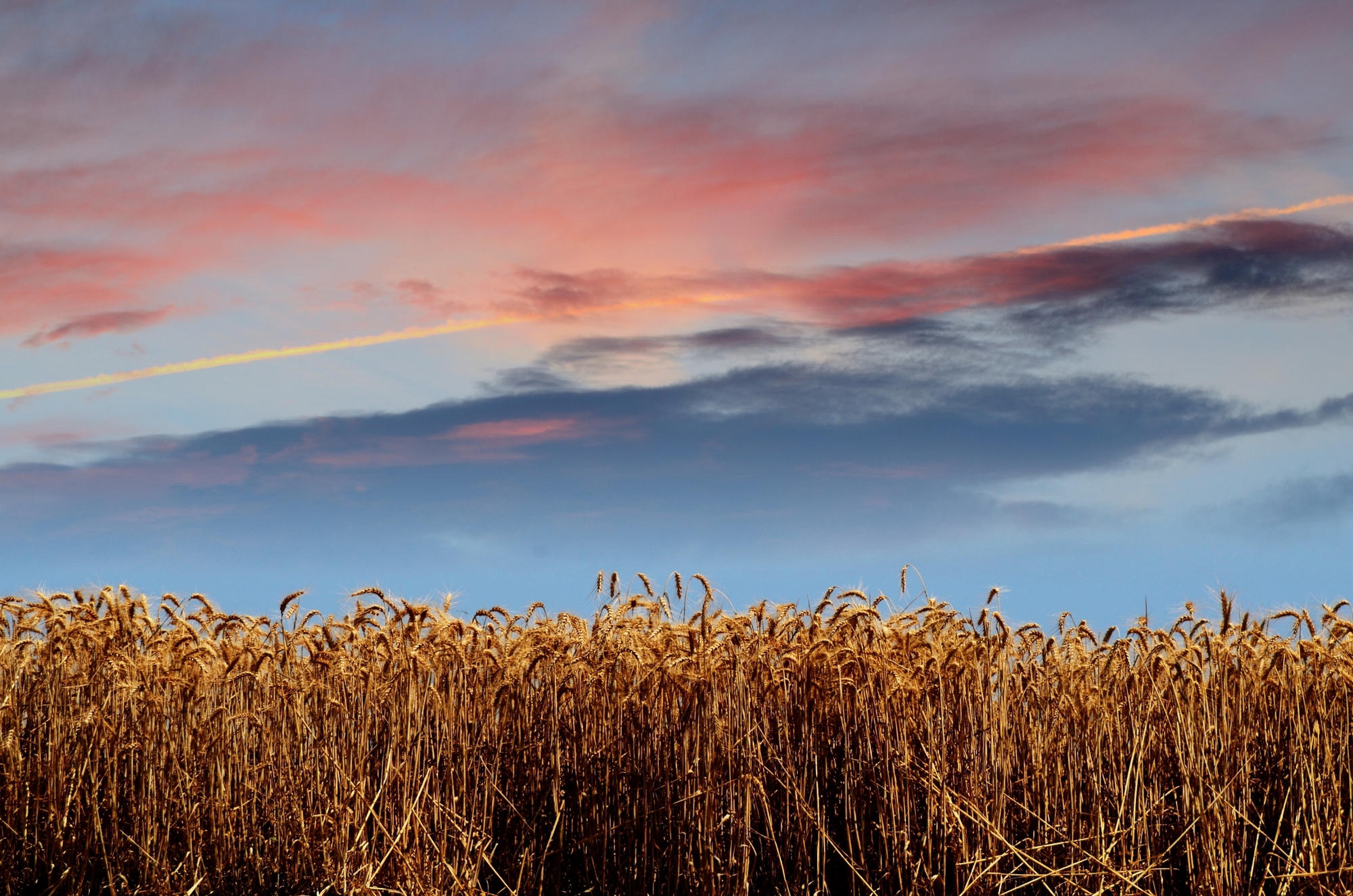 Un campo di grano di @emanuel.bacci