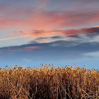 Un campo di grano di 