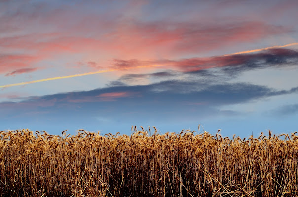 Un campo di grano di @emanuel.bacci