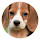 Beagle Pop Pet HD Wallpapers New Tabs Theme