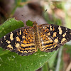 Cuban Crescent