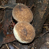 Stump Puffball