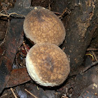 Stump Puffball