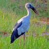 asian openbill stork