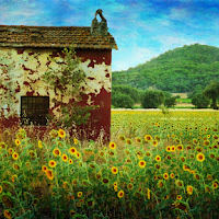 Sunflower --- di aughi