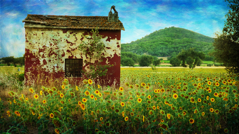 Sunflower --- di aughi