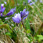 Heath Milkwort