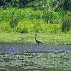 blue heron