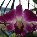 Orchid (Dendrobium)