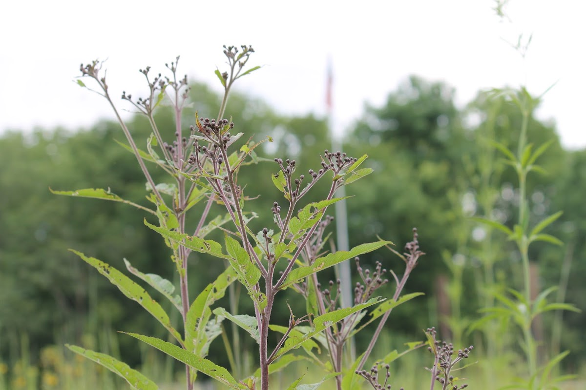 tall ironweed