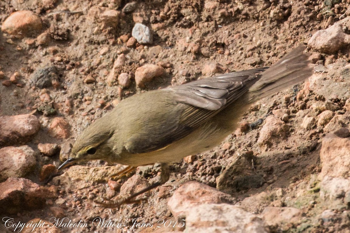 Chiffchaff; Mosquitero Común