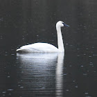 Trumpeter swan