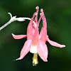 Wild Columbine