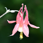 Wild Columbine