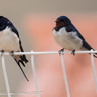 Barn Swallow; Golondrina Común