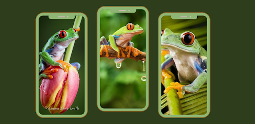Frog Wallpapers