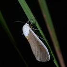 Tiger Moth