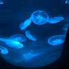 Jelly fish