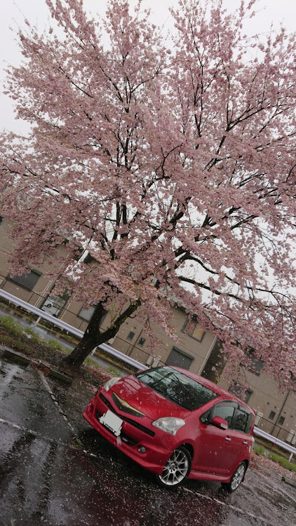 ラクティスの桜とコラボ・夜桜コラボ・桜と愛車・季節外れの雪に関するカスタム事例の投稿画像2枚目