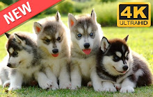 Husky HD Wallpapers Dogs And Puppies Theme small promo image