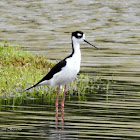 Black-necked Stilt