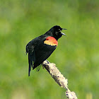 Red-winged Blackbird