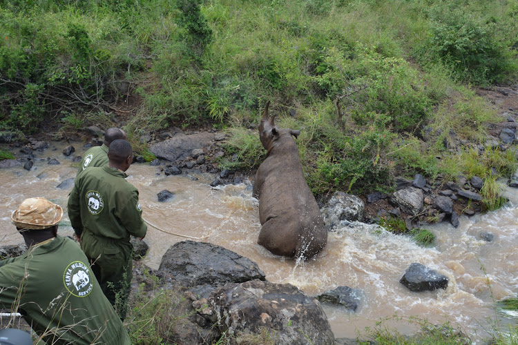 A black Rhino which had fallen into a river at the Nairobi National Park being rescued on January 16, 2024.