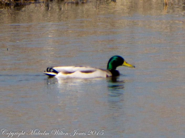 Mallard; Anade Real