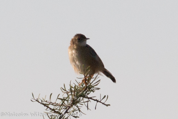 Zitting Cisticola; Buitrón