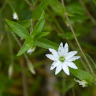 Fescue Sandwort