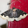 Horrid Zale Moth