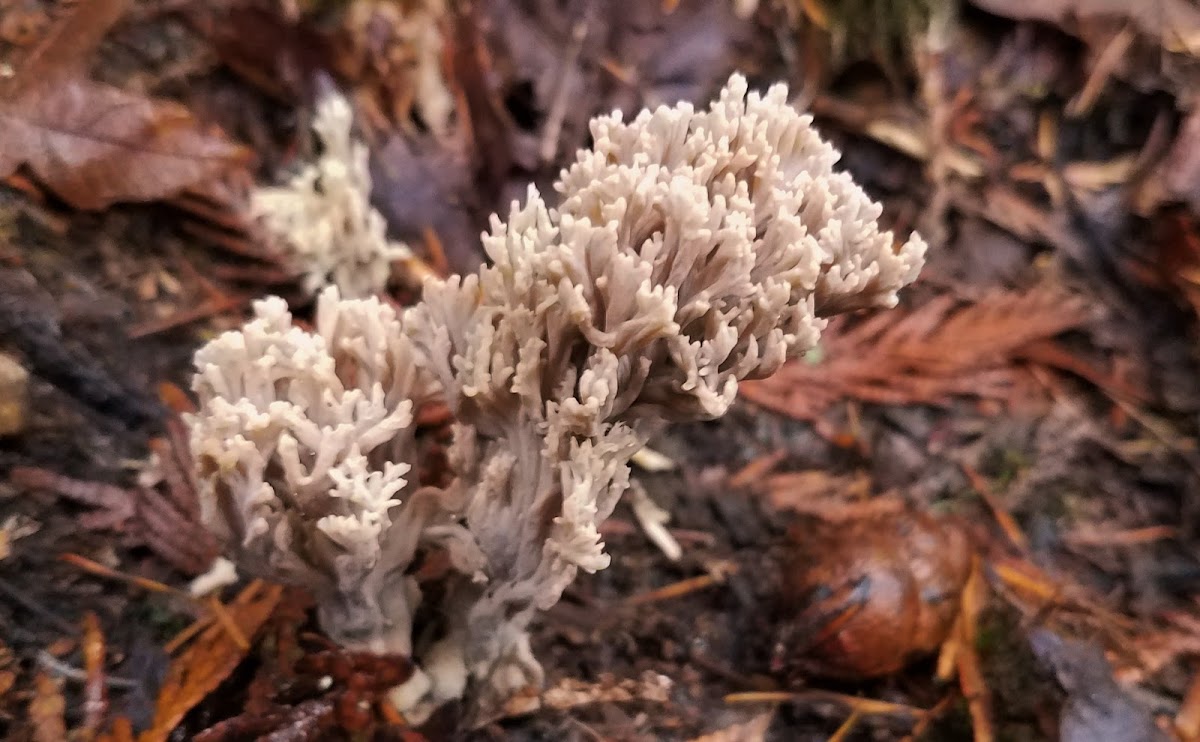 Fading pink coral