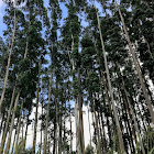 Eucalyptus trees