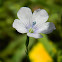 Pale flax (άγριο λινάρι)