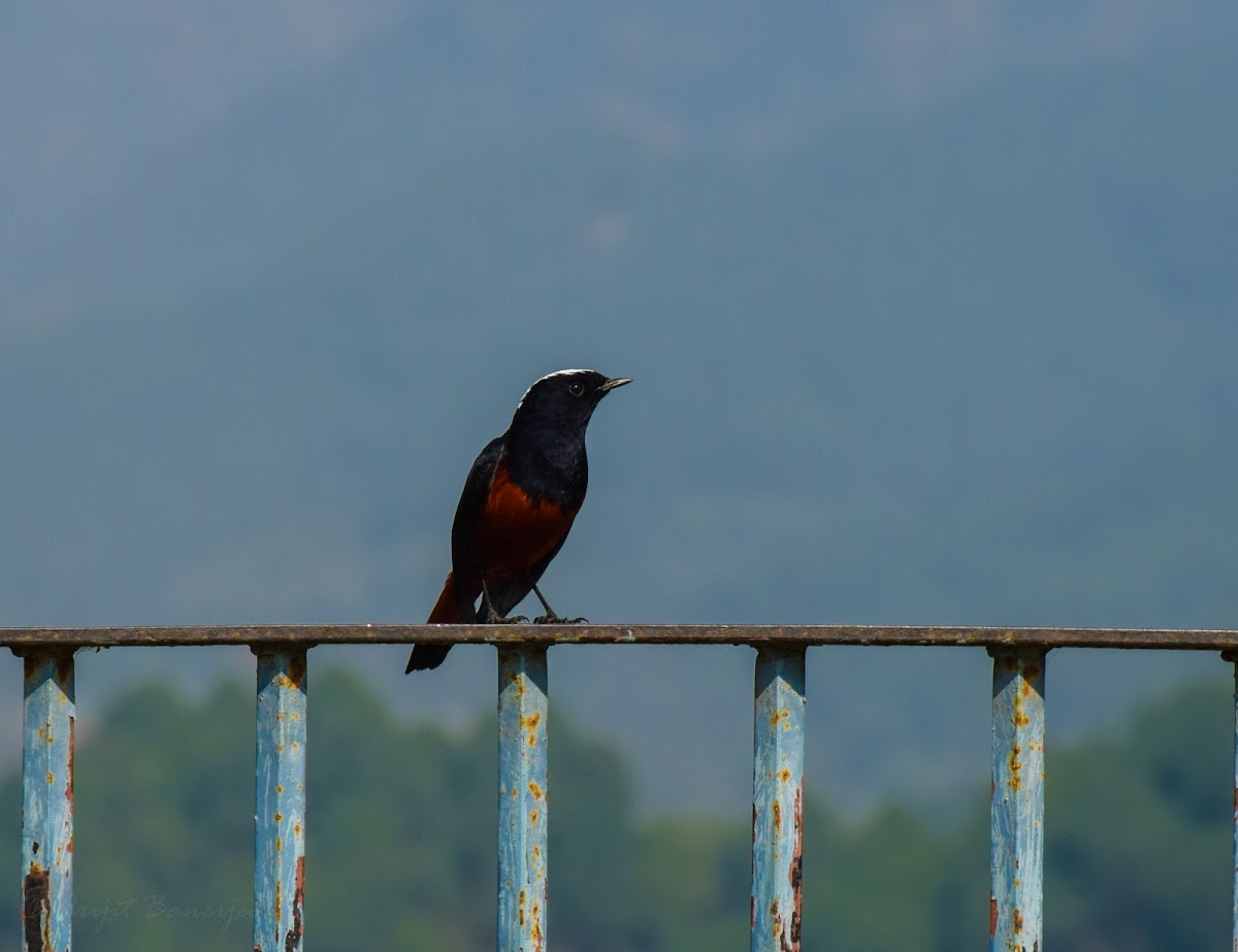 White-capped redstart