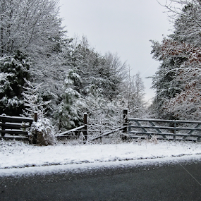 first snow at the gate by Megan Donovan - Landscapes Weather
