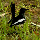 Oriental Magpie Robin