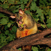 Common brushtail possum