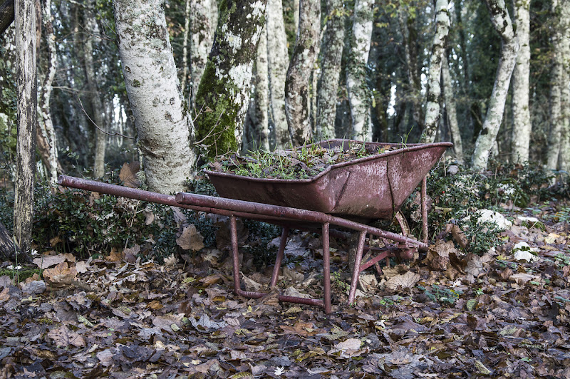 autunno in cabriolet...,,,, di william.buono.1