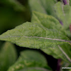 Wild Tulsi