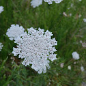 Queen Anne's Lace, wild carrot