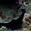 Sapphire Flatworm