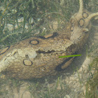 Spotted Sea Hare