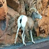 Big horn sheep