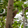 Straight-billed Woodcreeper