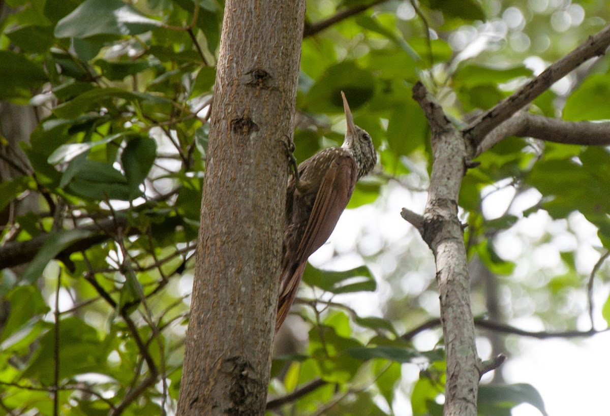 Straight-billed Woodcreeper