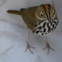 Ovenbird