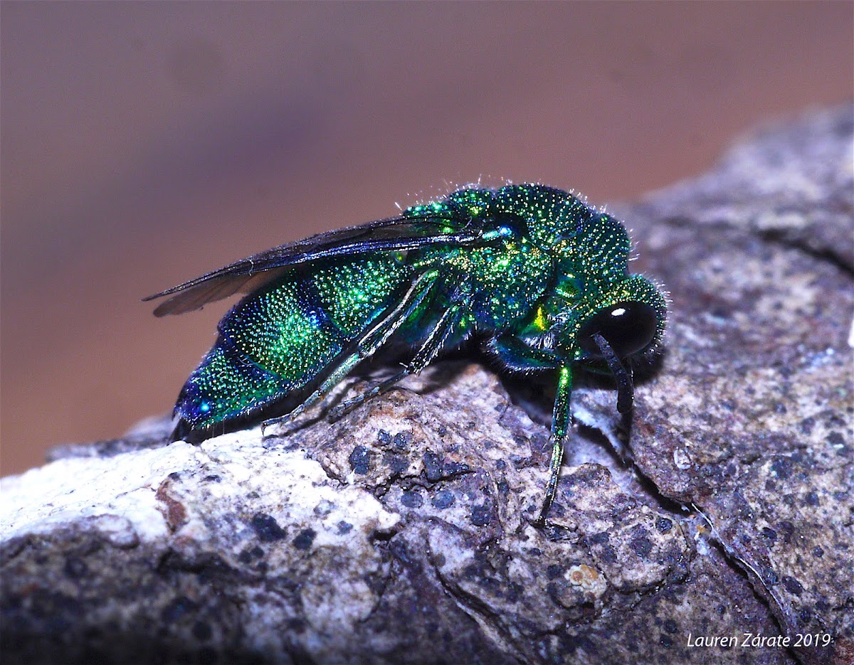 Cuckoo Wasp