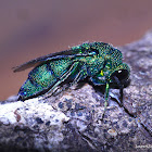 Cuckoo Wasp